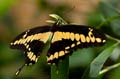 163 Koenigs-Page - Papilio thoas